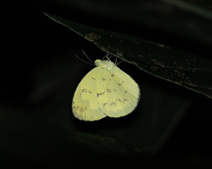 Eurema andersoni