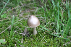 Amanita brunneofuliginea
