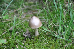 Amanita brunneofuliginea