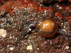 Ovachlamys fulgens