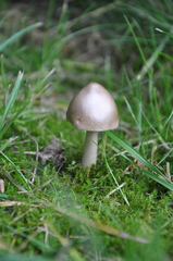 Amanita brunneofuliginea