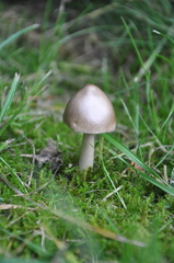 Amanita brunneofuliginea