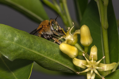 Amegilla cingulata