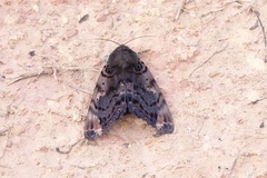 Arcte modesta
