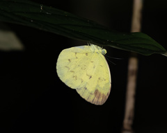 Eurema andersoni