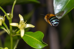 Amegilla cingulata