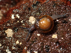 Ovachlamys fulgens