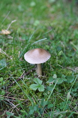 Amanita brunneofuliginea
