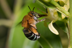 Amegilla cingulata