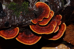 Stereum insignitum