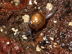 Ovachlamys fulgens