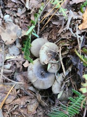 Tricholoma