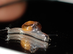 Ovachlamys fulgens