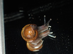 Ovachlamys fulgens