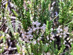 Erica deflexa