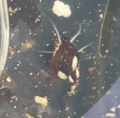 Tricolia pullus
