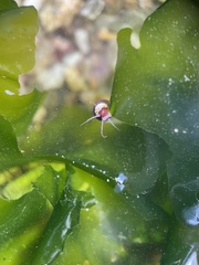 Tricolia pullus