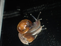Ovachlamys fulgens