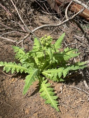 Sonchus daltonii