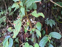 Rhynchotechum discolor