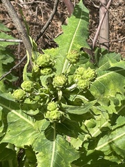 Sonchus daltonii