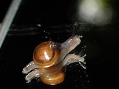 Ovachlamys fulgens