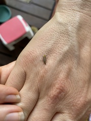 Illeis galbula