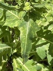 Sonchus daltonii