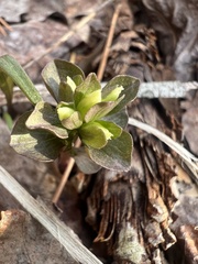 Obolaria virginica