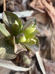 Obolaria virginica