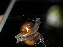 Ovachlamys fulgens