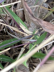Phlaeoba antennata