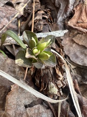 Obolaria virginica