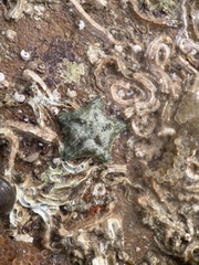 Asterina gibbosa