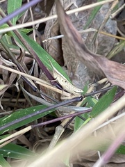 Phlaeoba antennata