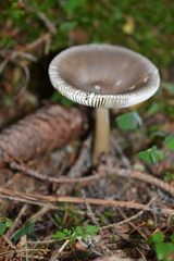 Amanita submembranacea
