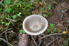 Amanita submembranacea