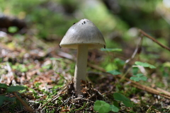 Amanita submembranacea