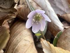 Hepatica