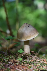 Amanita submembranacea