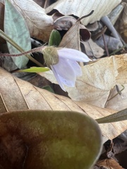 Hepatica
