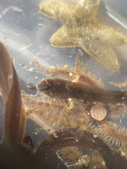 Coryphoblennius galerita