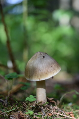 Amanita submembranacea