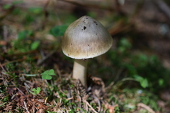 Amanita submembranacea