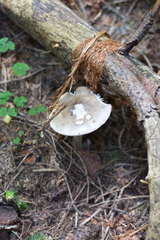 Amanita submembranacea