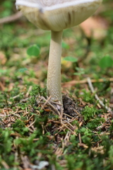 Amanita submembranacea