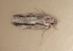 Agriophara confertella