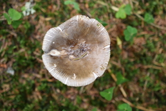 Amanita submembranacea