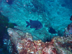 Parma alboscapularis