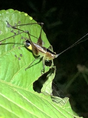 Conocephalus versicolor